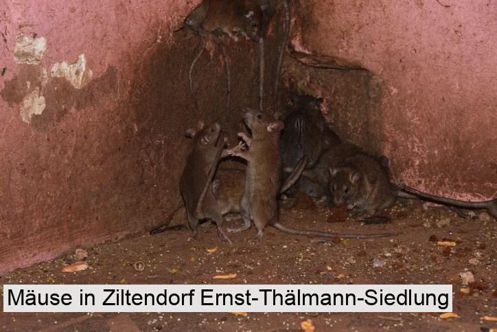 Mäuse in Ziltendorf Ernst-Thälmann-Siedlung